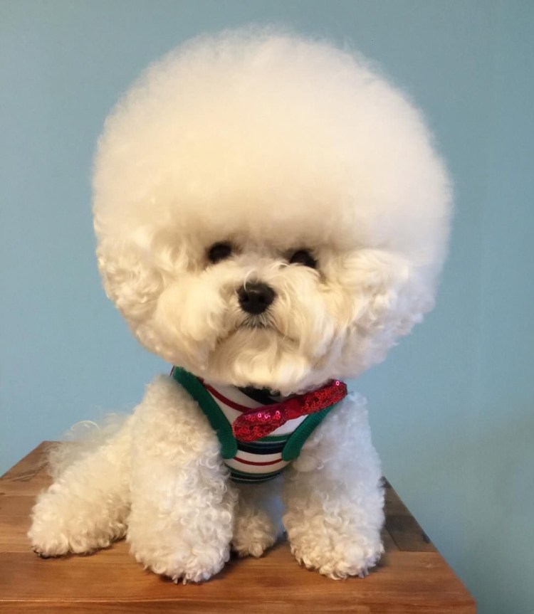 Болонка Бишон фризе