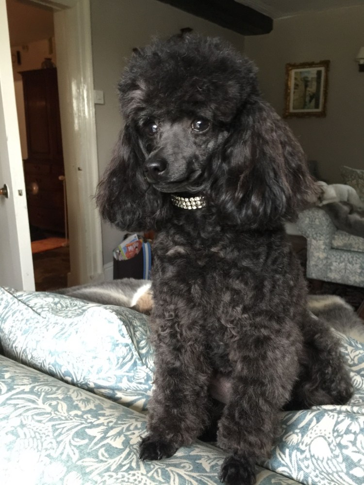 Собака похожая на пуделя