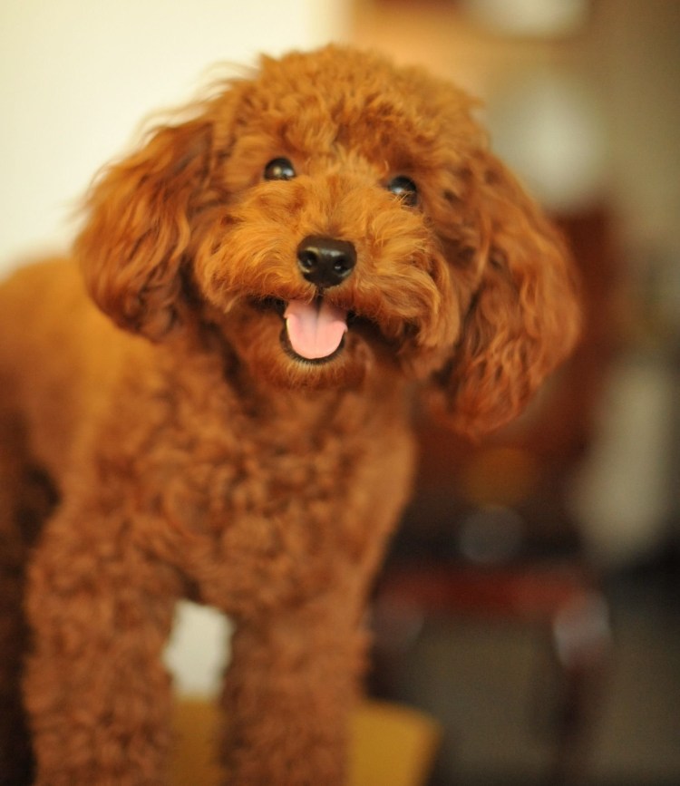 Пудель кудрявый