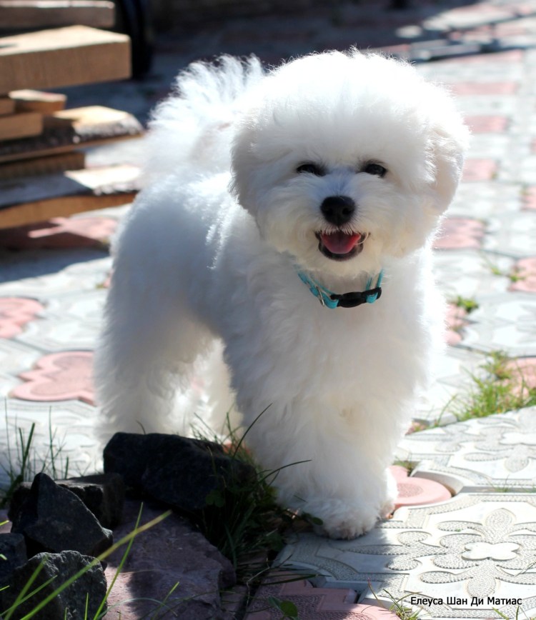 Бишон фризе и мальтезе