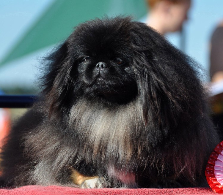 Карликовый Королевский черный Пекинес