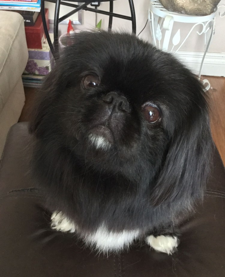 Пекинес тибетский черный