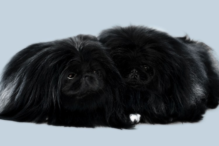 Королевский Пекинес черный