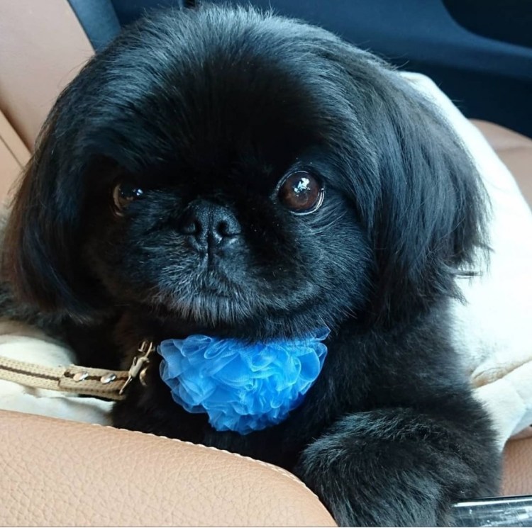 Пекинес черный