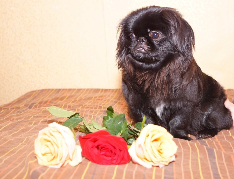 Королевский карликовый Пекинес