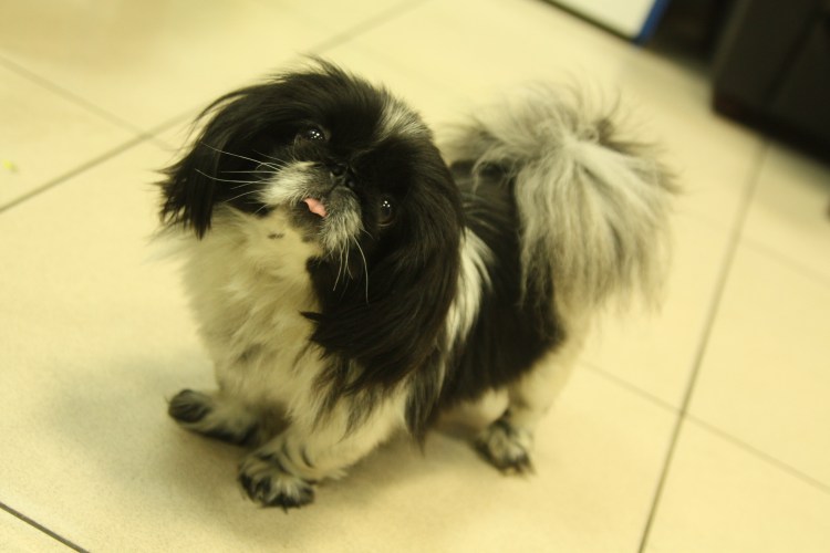 Пекинес шоколадный японский Хин