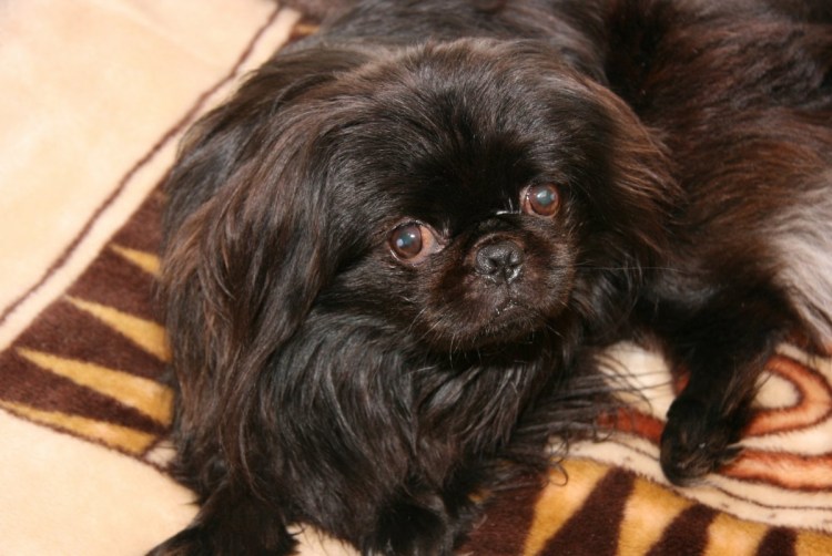 Японский Хин