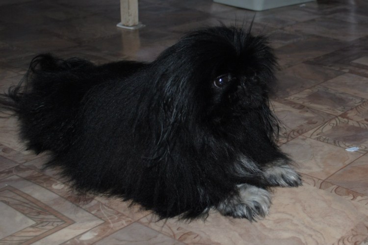 Королевский Пекинес черный