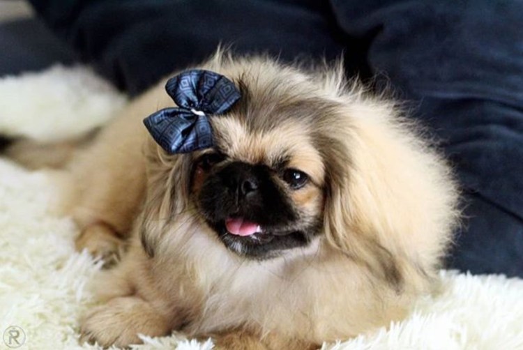 Порода собак Пекинес