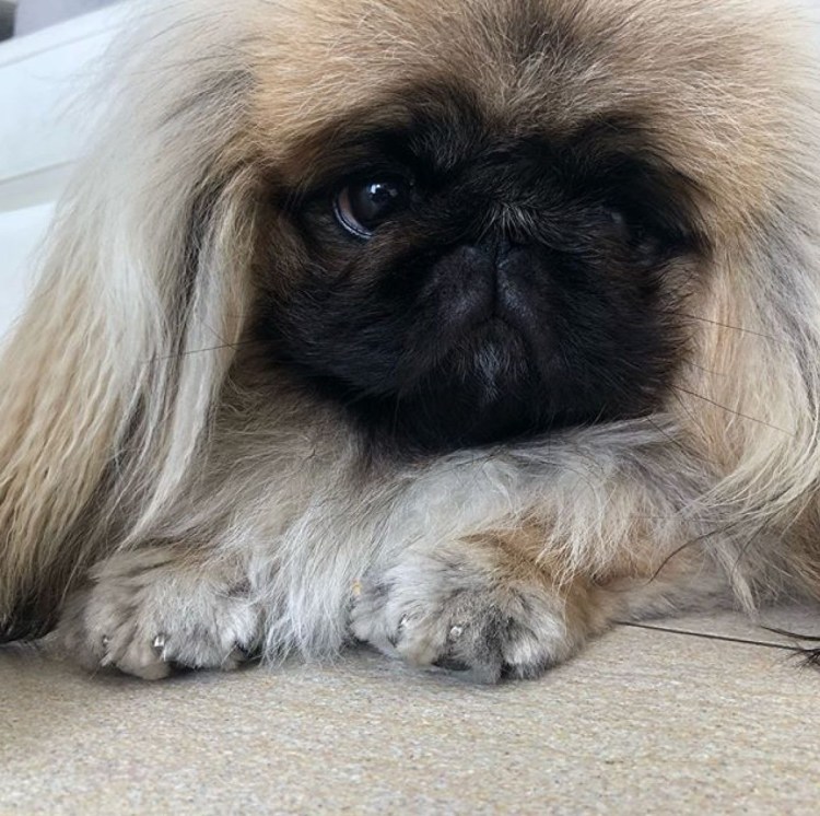 Пекинес 3 месяца черный