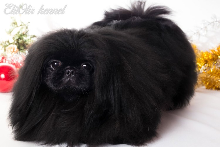 Королевский Пекинес черный