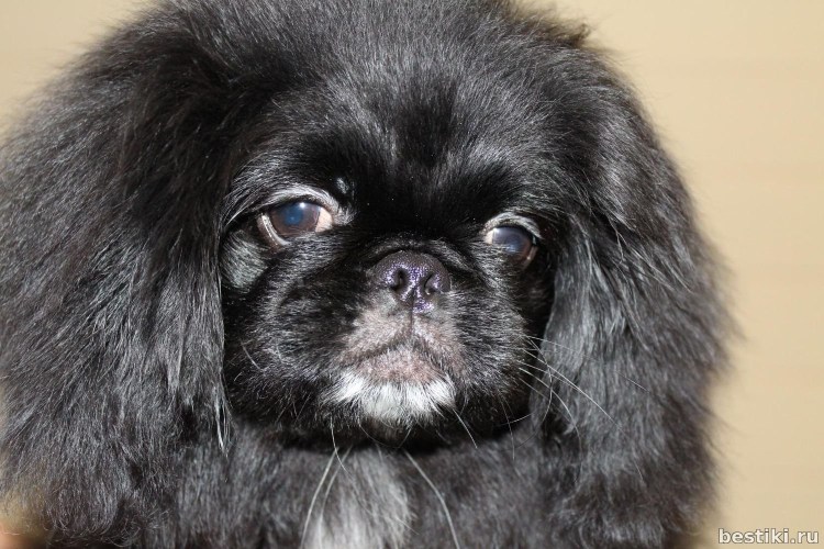 Императорский Пекинес черный