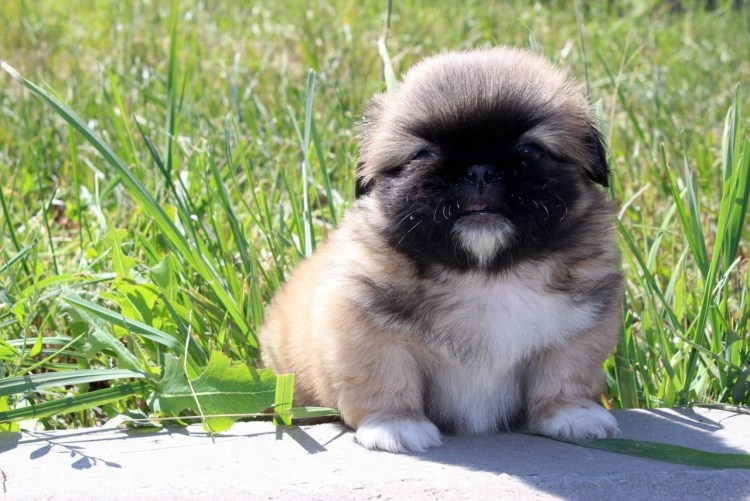 Тибетский Пекинес