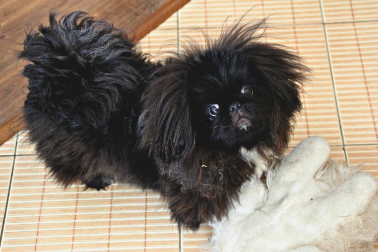 Королевский мини Пекинес