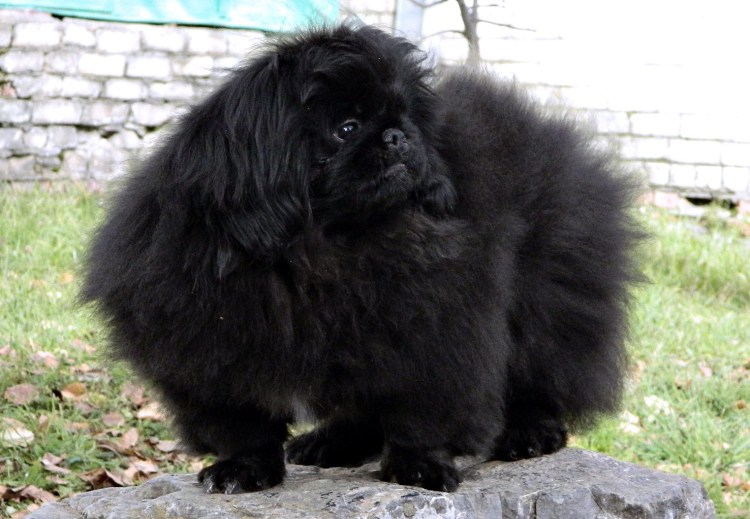 Карликовый Пекинес гладкошерстный черный