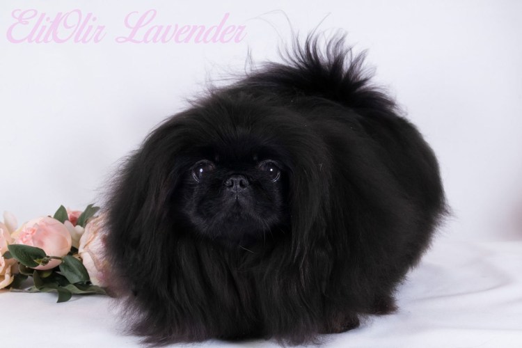 Собака Пекинес черный