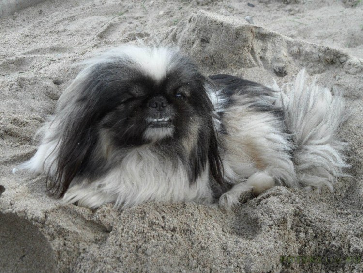 Пекинес Королевский рыжий