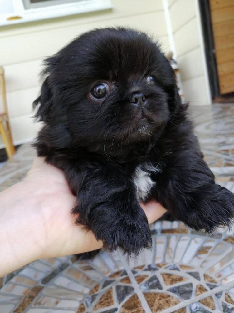 Пекинес черно подпалый