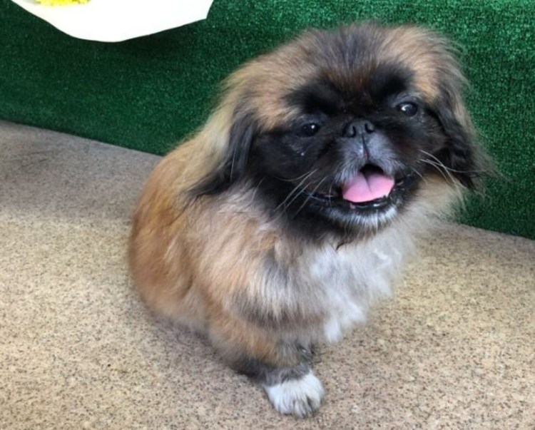 Пекинес короткошерстный черный