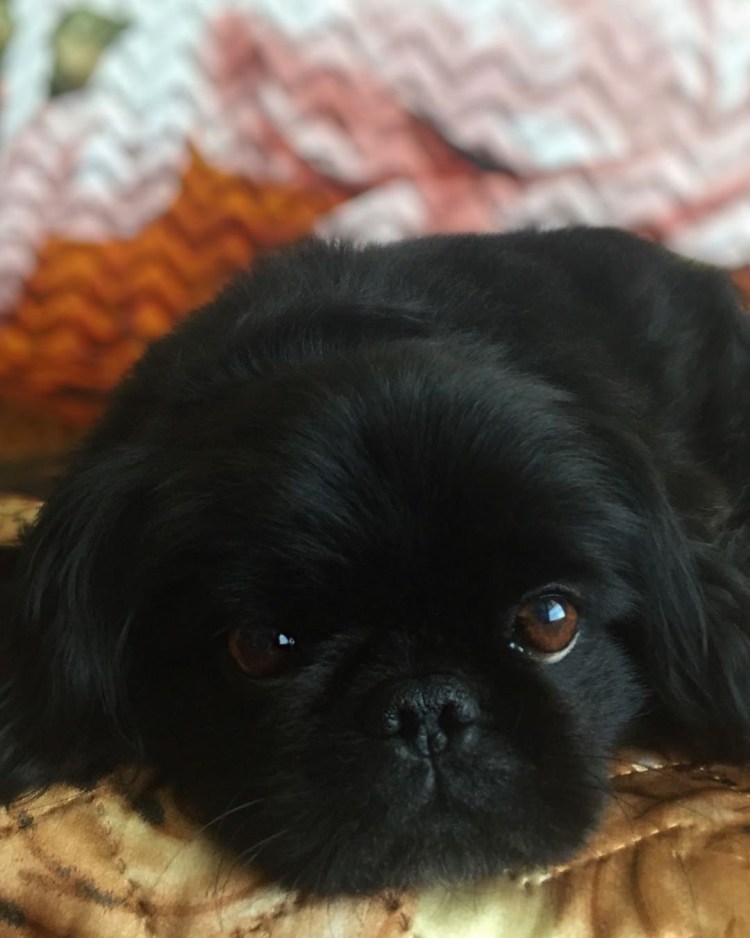 Императорский Пекинес черный