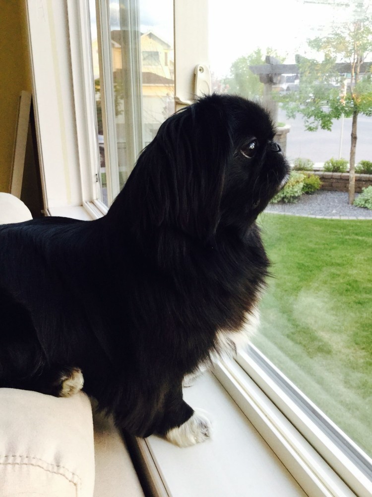 Королевский Пекинес черный