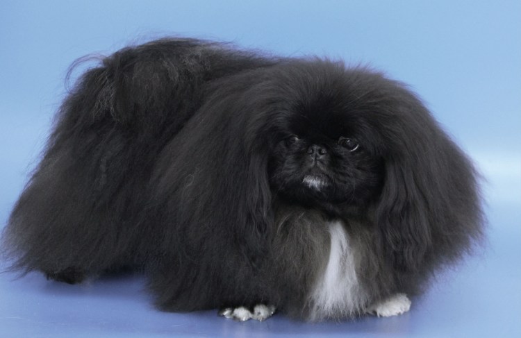 Пекинес гладкошерстный