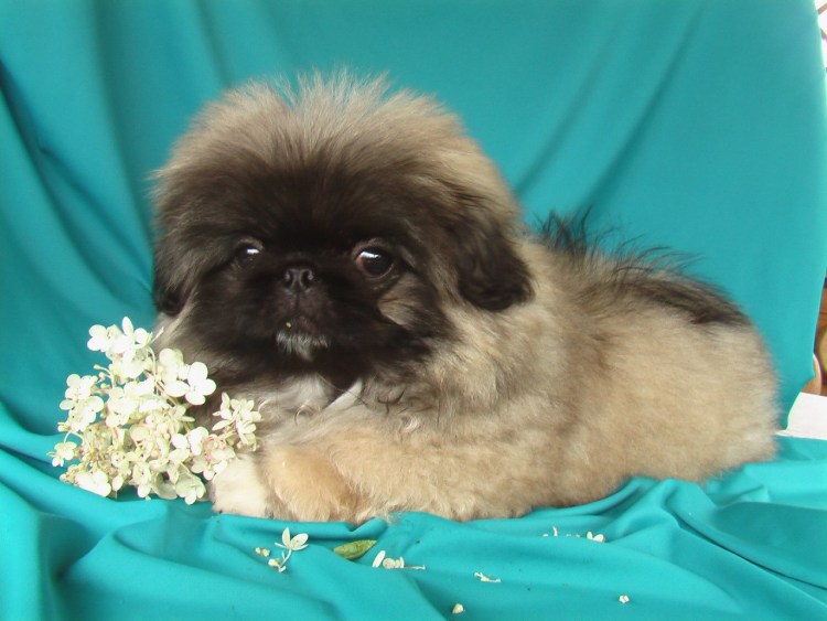 Метис пекинеса