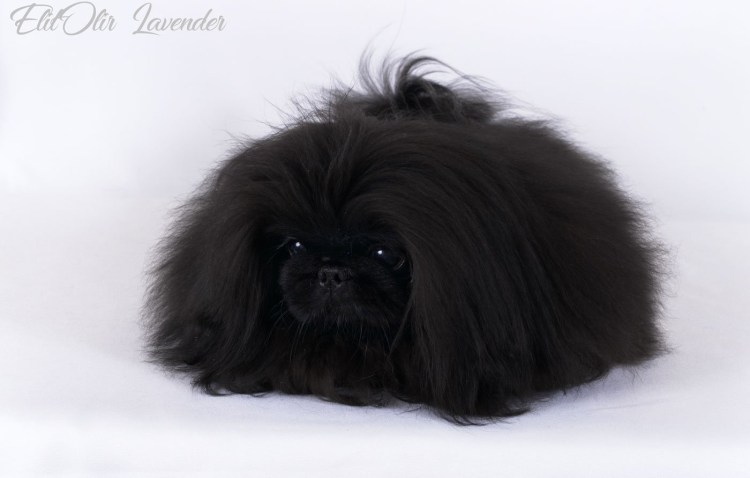 Карликовый Пекинес черный