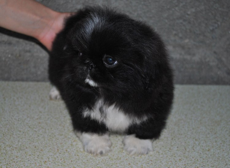 Карликовый Королевский черный Пекинес