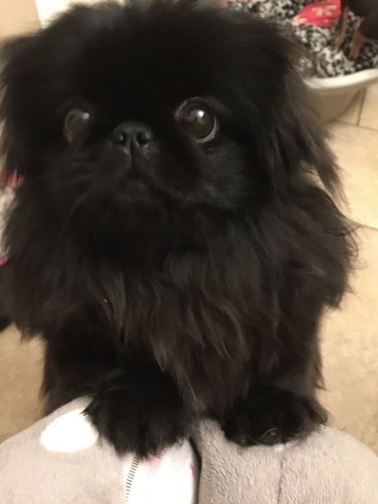 Пекинес щенок черный