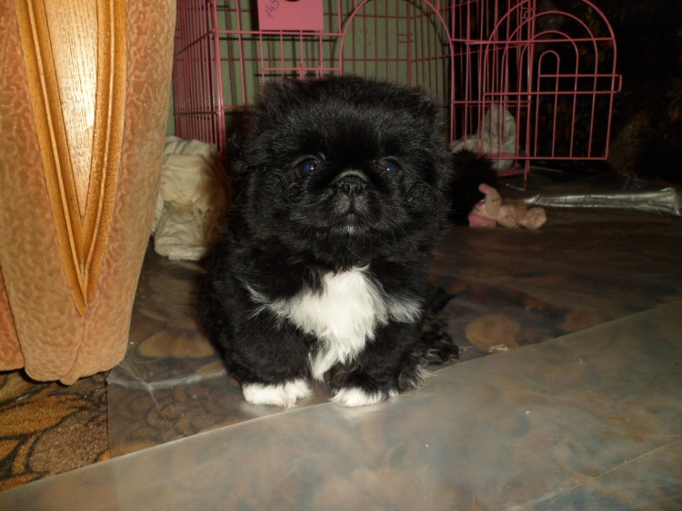 Карликовый Пекинес черный