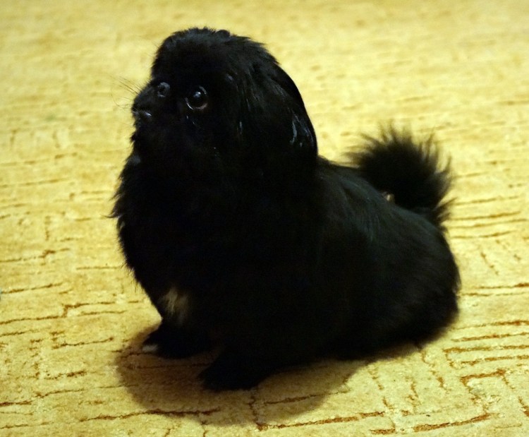 Королевский Пекинес черный