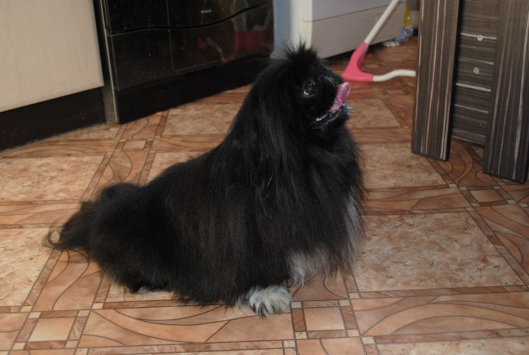 Пекинес гладкошерстный Королевский