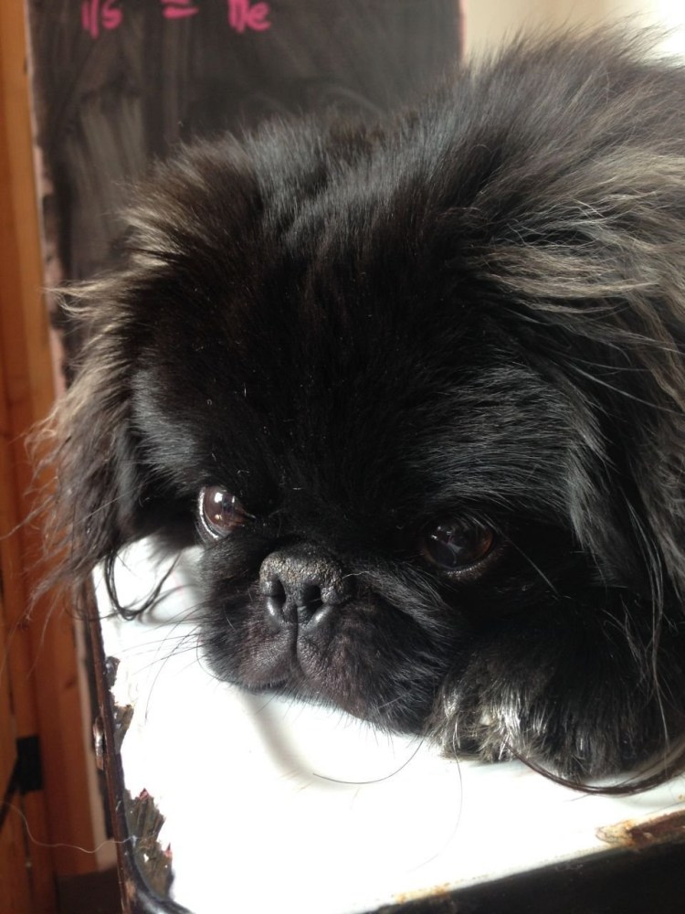 Шоколадный карликовый Королевский Пекинес