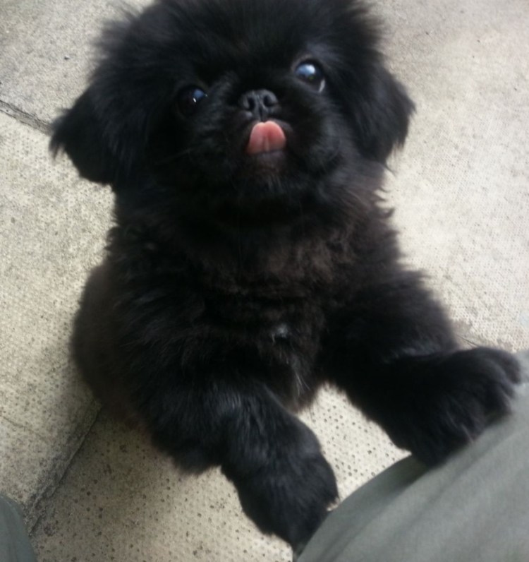 Пекинес щенок черный