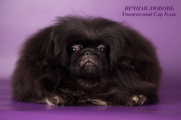 Королевский карликовый Пекинес