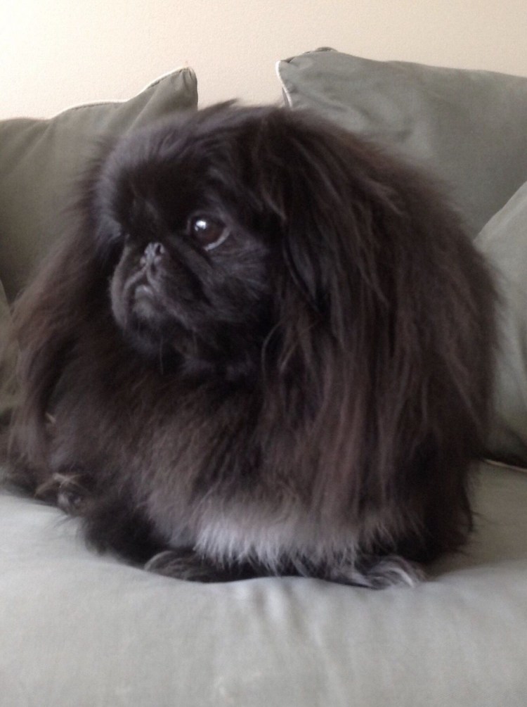 Грустный Пекинес