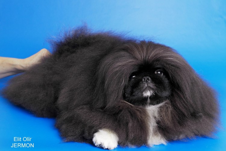 Королевский карликовый Пекинес