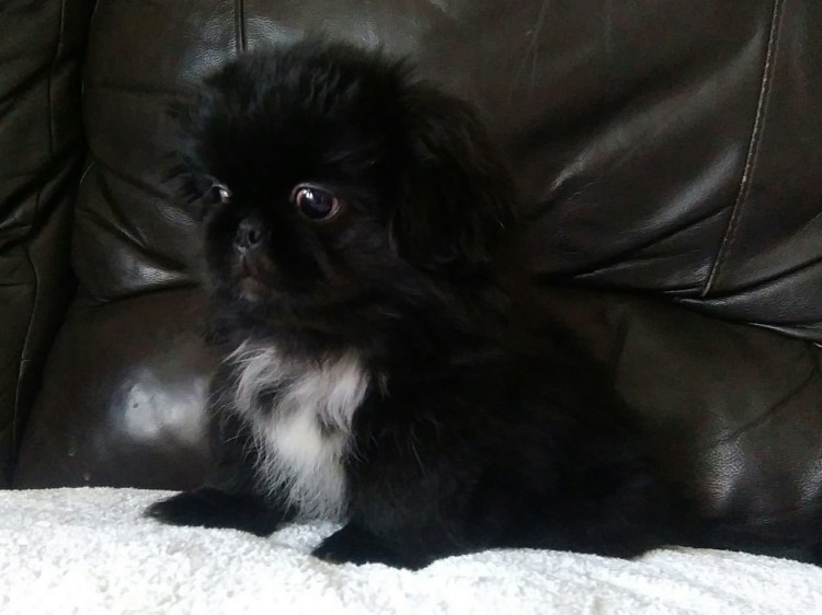 Карликовый Пекинес черный