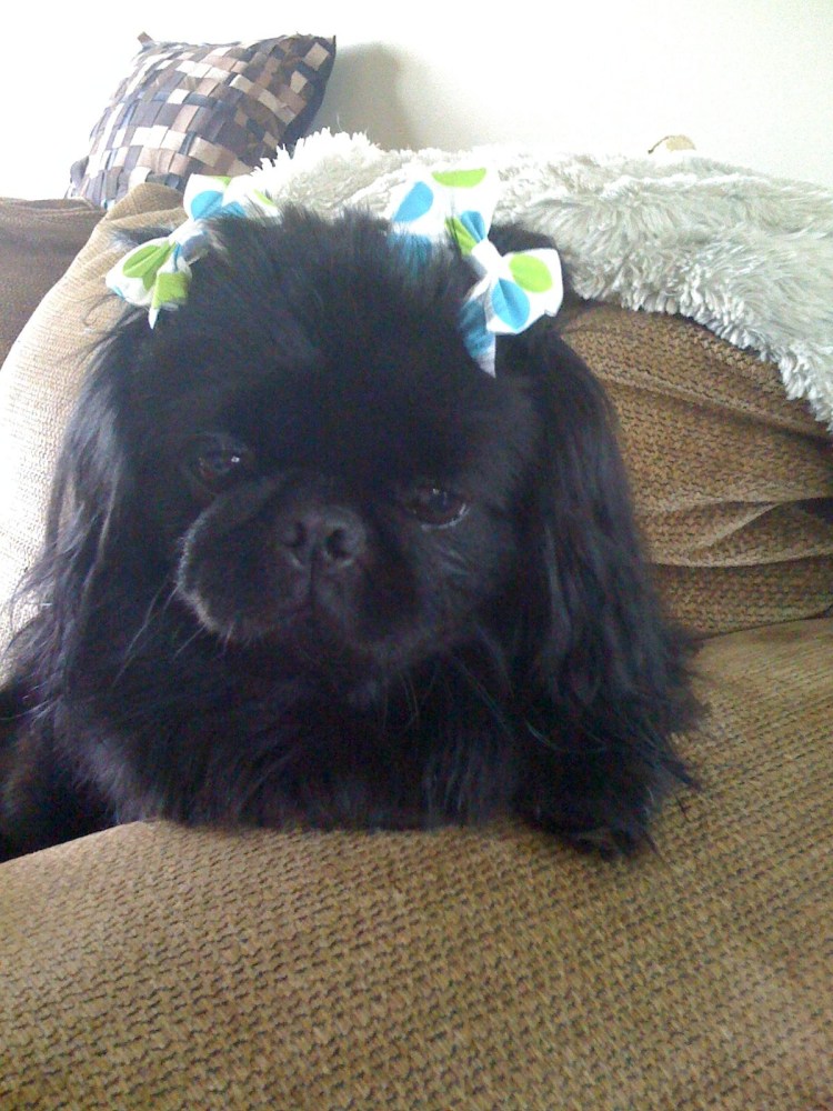 Королевский карликовый Пекинес