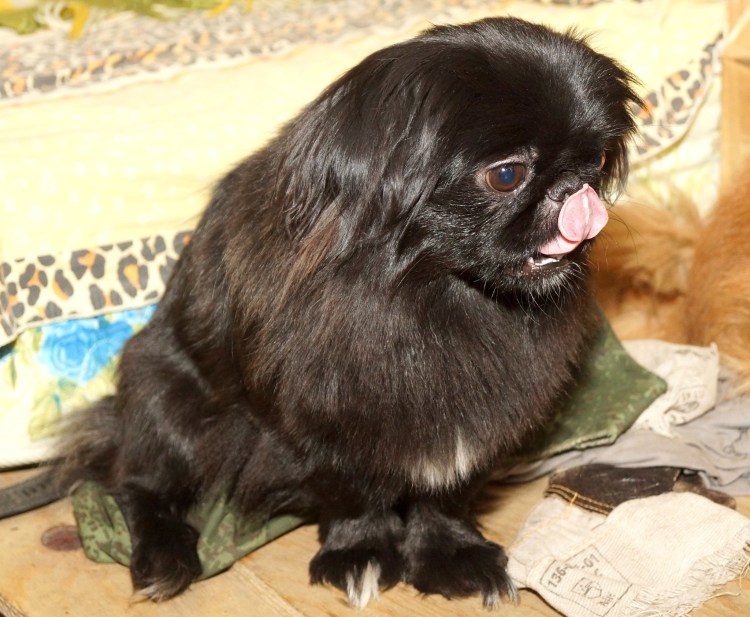 Королевский Пекинес черный