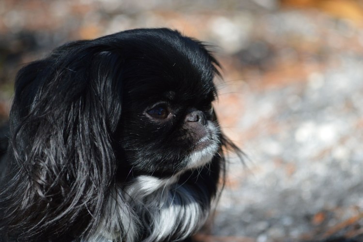 Пекинес щенок маленький чёрный