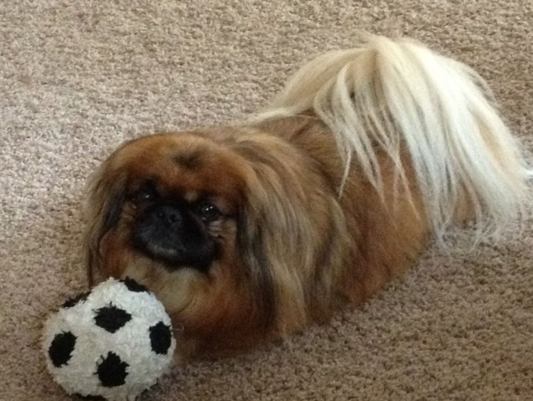 Серый Пекинес щенок