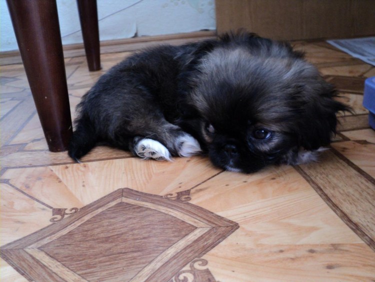 Шпиц с пекинесом