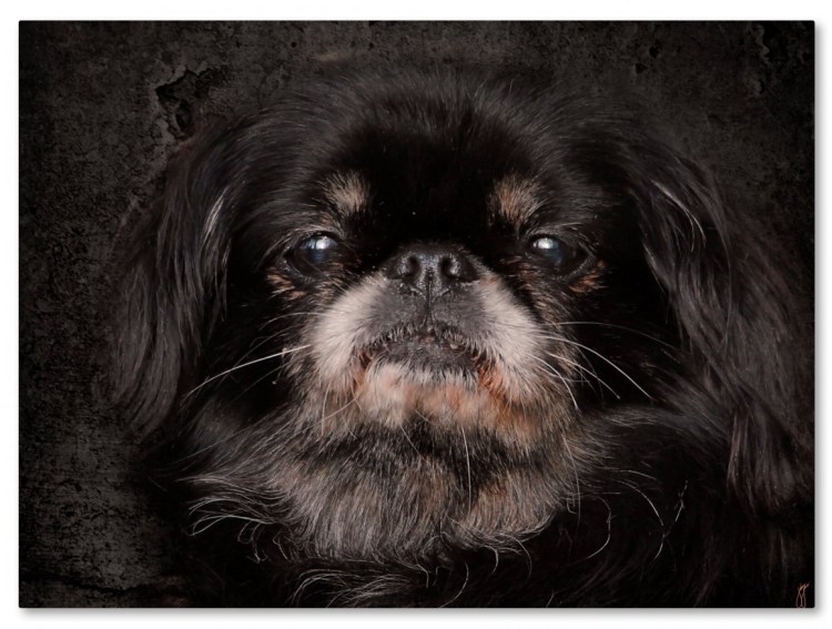 Карликовый Пекинес черный