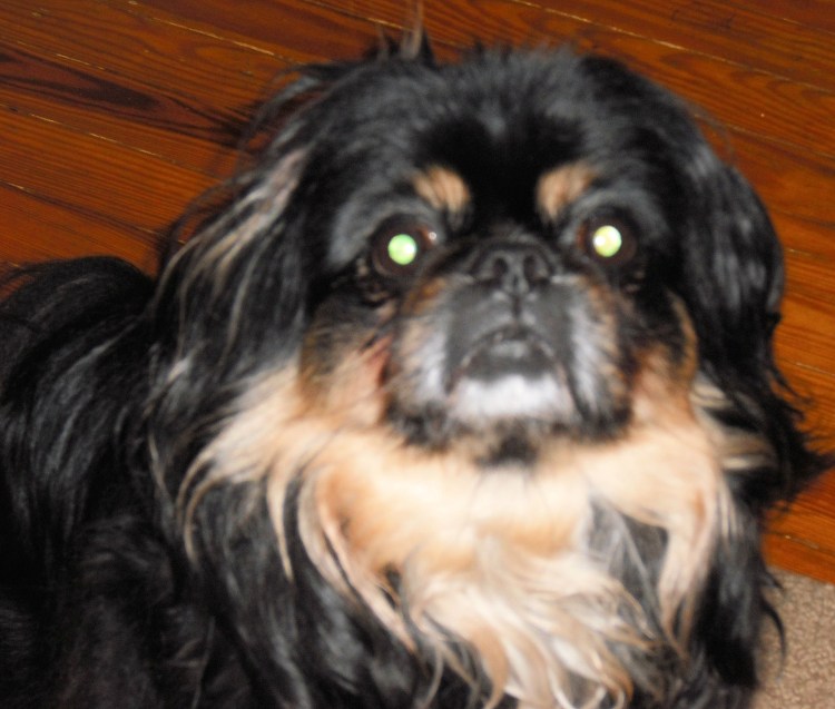 Пекинес черный