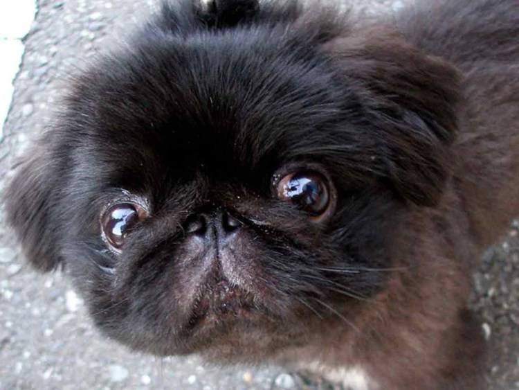 Собака Пекинес черный