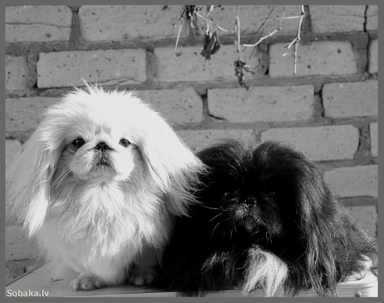 Японский Пекинес