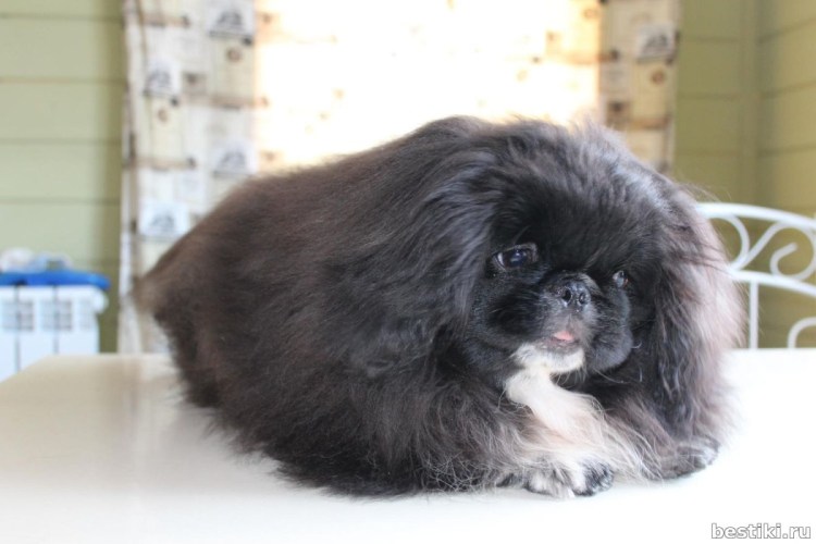 Императорский Пекинес