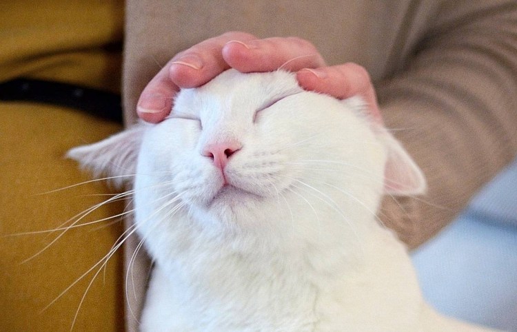 Котика гладят